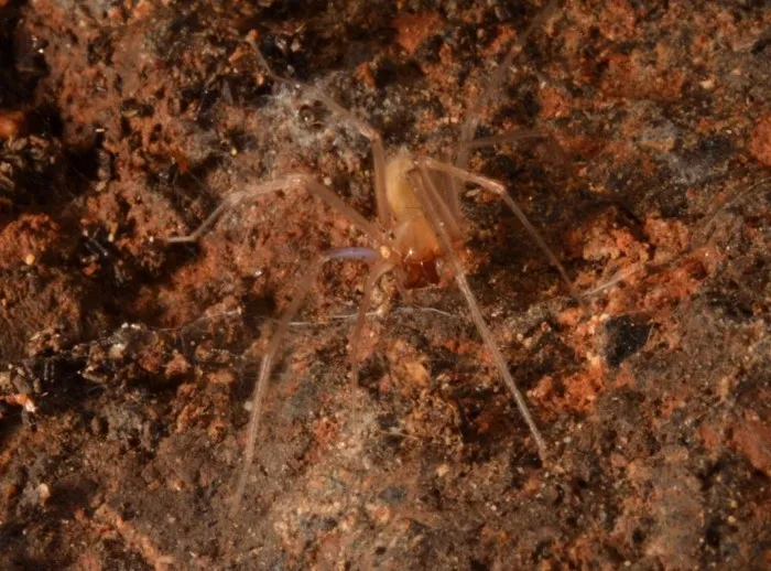 Почему в пещерах Израиля живут слепые пауки