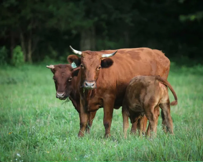 Декстер: Корова-такса. Удивительная порода маленьких коровок и их особенности