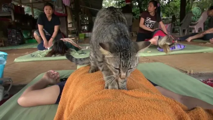 Зачем кошки топчут хозяев, как будто делают им массаж? В чём смысл такого поведения?