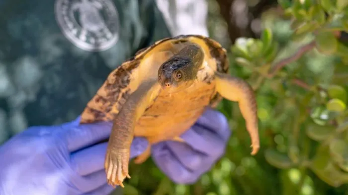 Черепаха Мэри-Ривер: Они настолько не хотят шевелиться, что зарастают водорослями и дышат задом наперёд