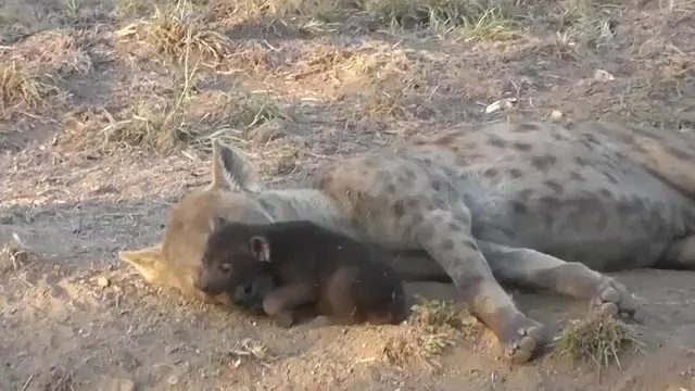 Мама-гиена с детёнышем
