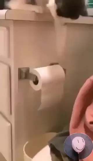 Коты-перфекционисты