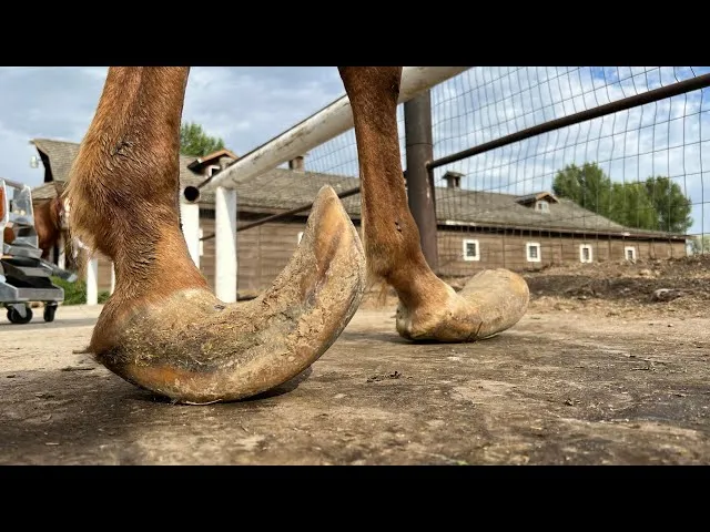 Длинные копыта у арабской племенной лошади.