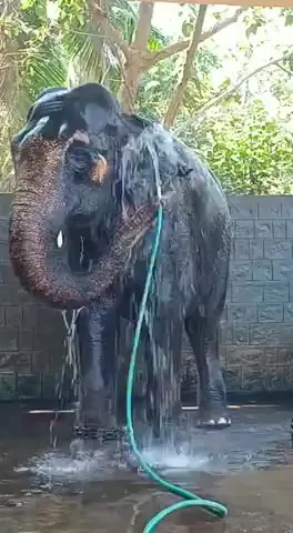 Сильный независимый слон