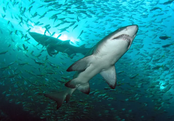 Песчаная акула: Не гоняется за добычей, а ждёт, пока жертва приплывёт в пасть. Уникальная техника, благодаря которой другие рыбы её не видят