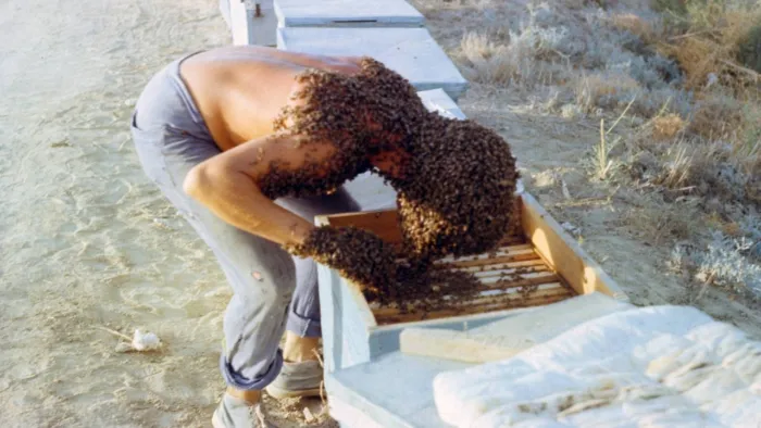 О пользе дыма в пчеловодстве: Почему пчелы не могут жалить, когда они «окуренные»? Как насекомых лечат дымом?