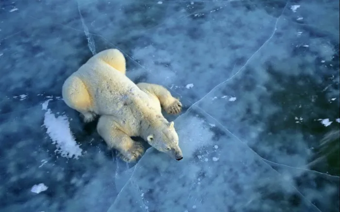 Годовой цикл белого медведя делится на 4 стадии. Гениальная задумка для выживания в снегах