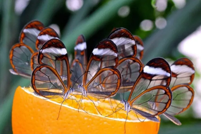 Стеклянная бабочка: Хакнула законы физики и стала прозрачной. Теперь Южная Америка просто кишит этими насекомыми