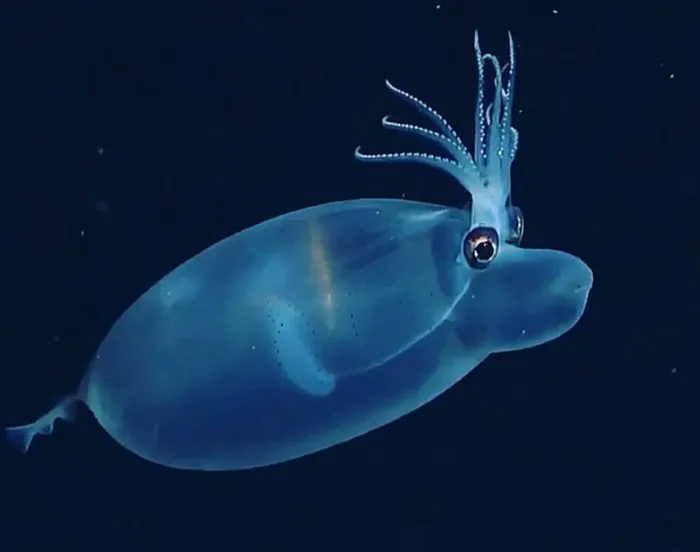 Кальмар-поросёнок: Милое нечто из тёмных глубин океана. Плавает вверх ногами, светится и стал почти полностью прозрачным