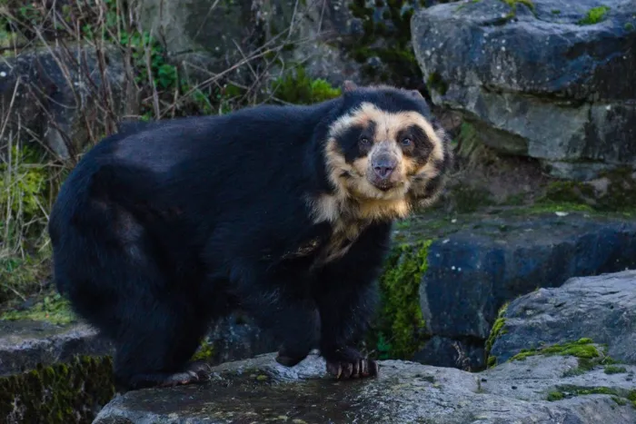 Очковый медведь: Вид медведей из Южной Америки. Мелкий, пугливый, совсем непривычный для нас пацифист