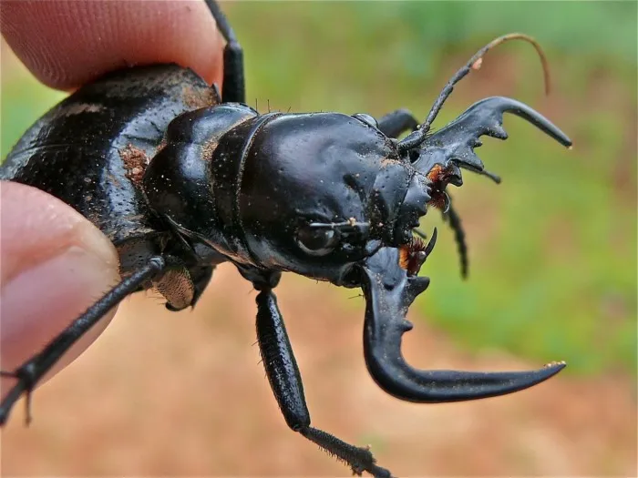 Жук-мантикора: Боевое чудовище мира насекомых. Огромная скорость, размеры и броня позваляют ему кромсать даже скорпионов