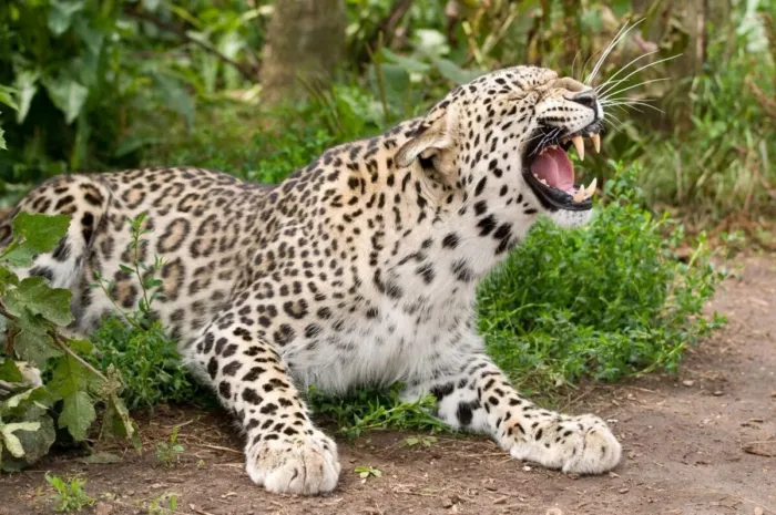 Переднеазиатский леопард: Возвращение короля Кавказских гор. Есть ли место большим кошкам на юге России?