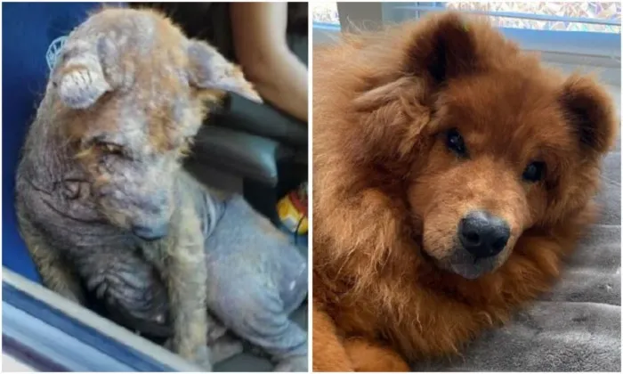 До и после: 30 трогательных фото спасённых собак
