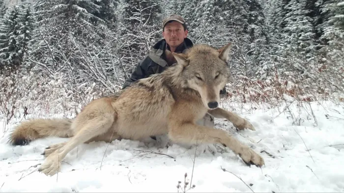 Волки-гиганты. Самые крупные волки, добытые охотниками