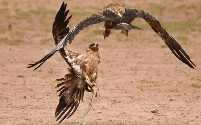 Степной орёл: Король помоек и гроза грызунов. Одна из крупнейших хищных птиц, которая не пользуется своими преимуществами