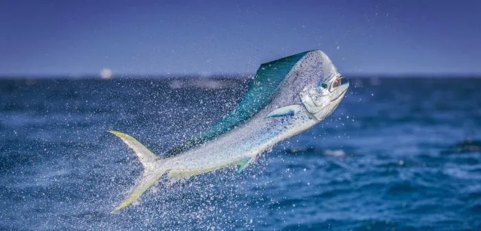 Золотая макрель: Эта рыба отличается огромной силой и скоростью. Совладать с ней — дело чести для рыбака