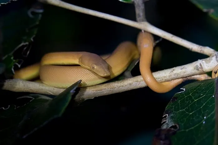 Древесная маскаренская змея: Змея-хамелеон. Способны менять цвет с чёрного на бежевый и имеют двойную челюсть для более мощного укуса