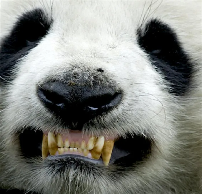 Почему панды едят бамбук?
