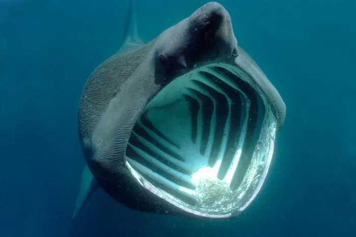 Исполинская акула: Вторая по величине акула в мире. Через её бездонную пасть фильтруется 1,5 тонны воды в час!