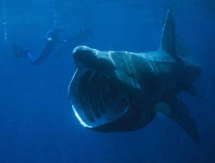 Исполинская акула: Вторая по величине акула в мире. Через её бездонную пасть фильтруется 1,5 тонны воды в час!