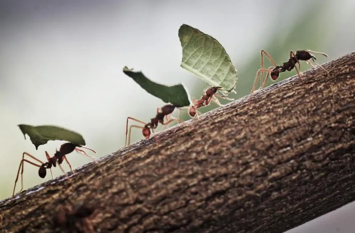 Выращивают грибы-гиганты. 3 интересных факта про муравьев