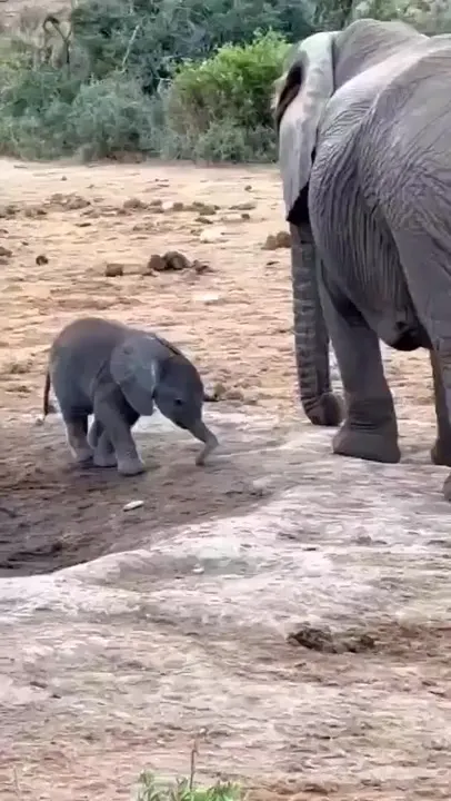 Слонёнок и его хобот