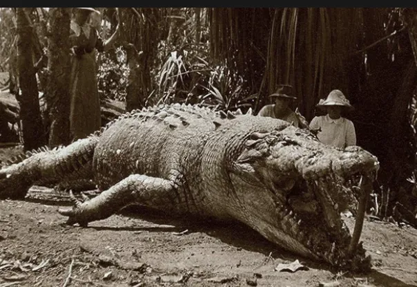 Как крокодилы уничтожили элитный японский полк во время Второй Мировой войны