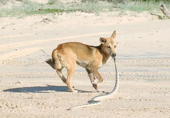 Почему в Австралии так много опасных животных? Рассказываю просто
