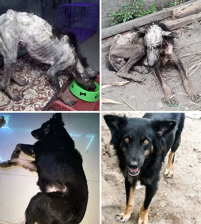 До и после: 30 трогательных фото спасённых с улицы собак