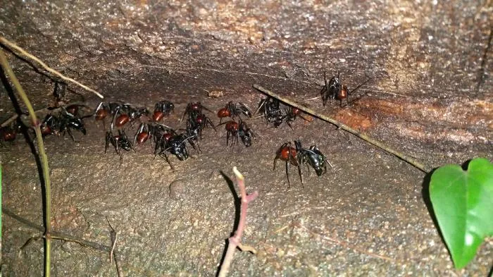 Гигантский лесной муравей: Кодекс чести муравьёв-воинов. Эти огромные суперсолдаты научились уважать своего противника!