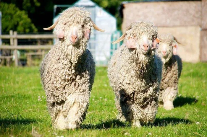 Ангорская коза: Именно с них добывают «алмазное волокно». Такая шерсть ценится в 10 раз больше обычной овечьей
