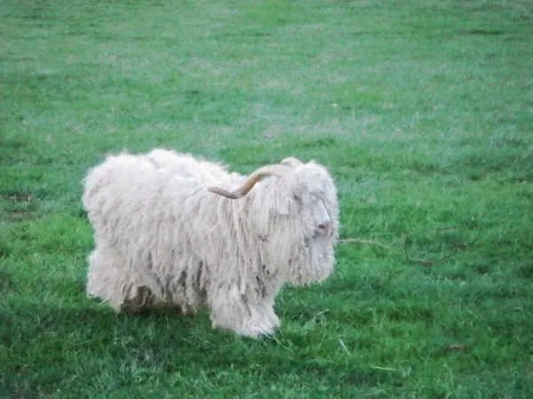 Ангорская коза: Именно с них добывают «алмазное волокно». Такая шерсть ценится в 10 раз больше обычной овечьей