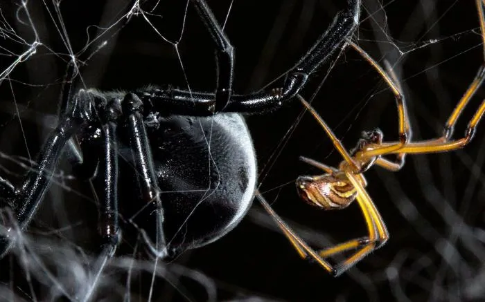 Незаметная война пауков: Коричневые вдовы штурмуют Америку, целенаправленно уничтожают чёрных вдов и захватывают их территории