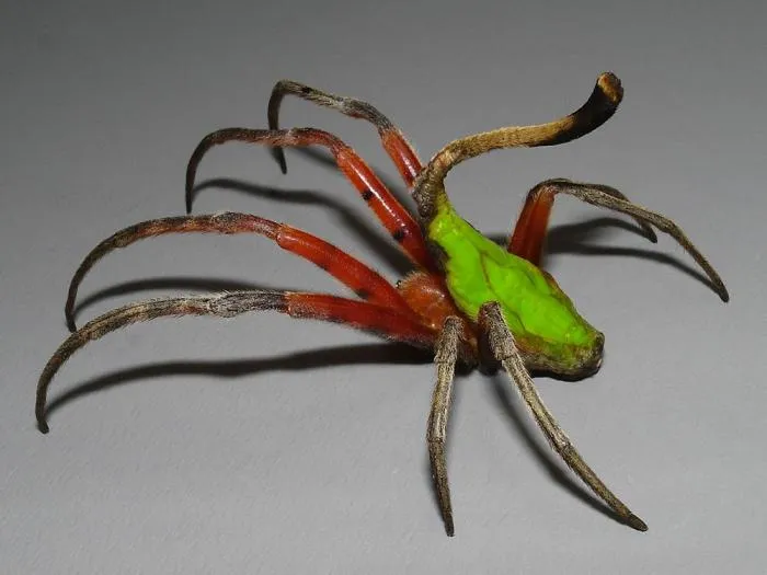 Скорпионохвостый паук: Удивительная «химера» смешала в себе паука и скорпиона. Что за экзотическое создание? Опасно ли оно?
