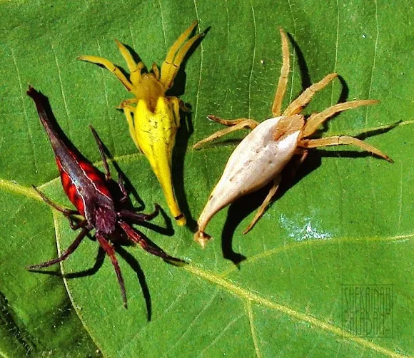 Скорпионохвостый паук: Удивительная «химера» смешала в себе паука и скорпиона. Что за экзотическое создание? Опасно ли оно?