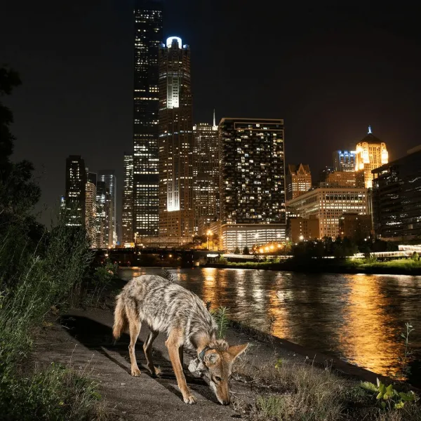 "Города сошли с ума": интересный проект фотографа из США о диких животных, живущих рядом с людьми