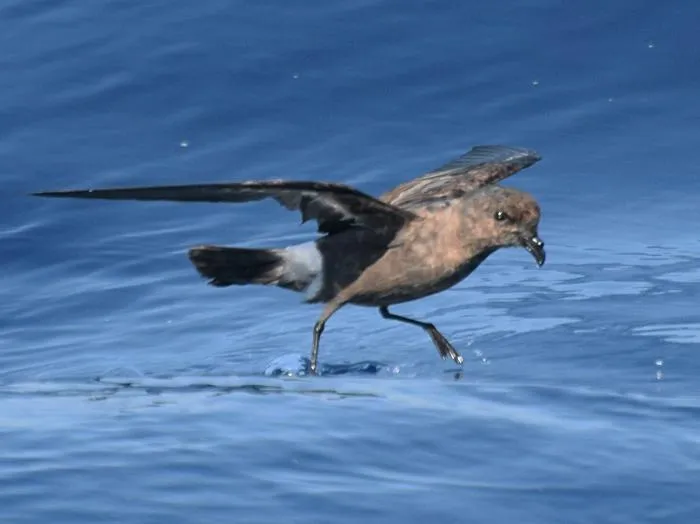 Британская качурка: Самая маленькая (и вонючая) морская птица. Кажется заурядной, но имеет реально интересные фишки