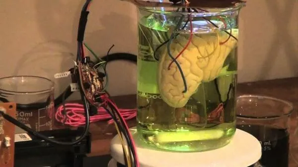 Мозги в тарелке: учёные работают над созданием органоидного интеллекта. В чем биокомпьютеры могут быть лучше традиционного ИИ?