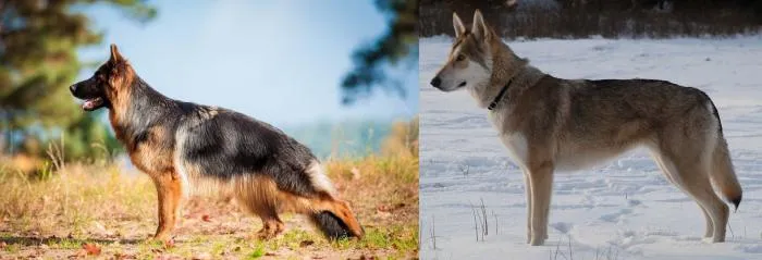 Волчья собака Сарлоса: Немецкая овчарка + волк. Результат такого скрещивания оказался совсем неожиданный!