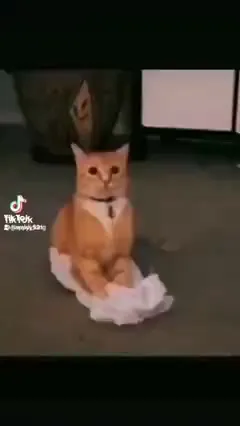 Не котики, а настоящие забияки