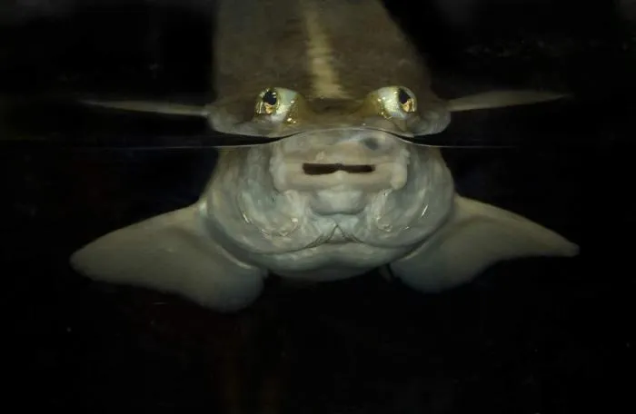 Четырёхглазка: Рыба поделила свои глаза на две части. Функционал как у 4 отдельных глаз! Зачем такая манипуляция?