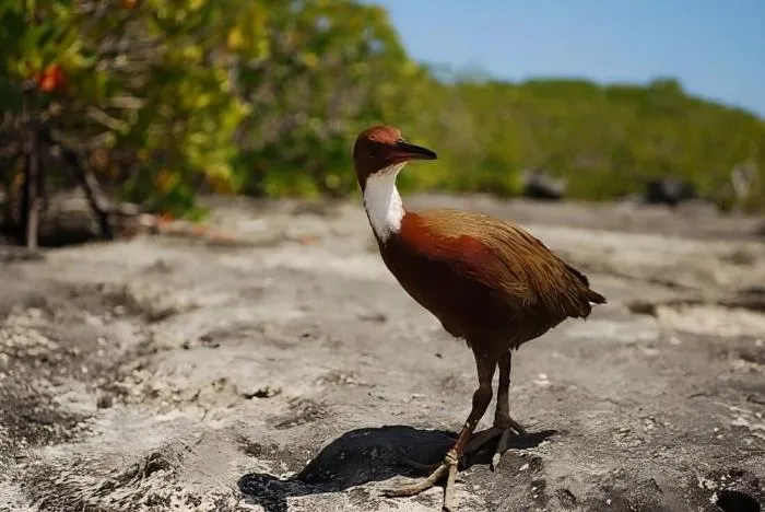 Альдабранский пастушок: Птица живёт на острове, который периодически полностью тонет. Интересная история повторной адаптации