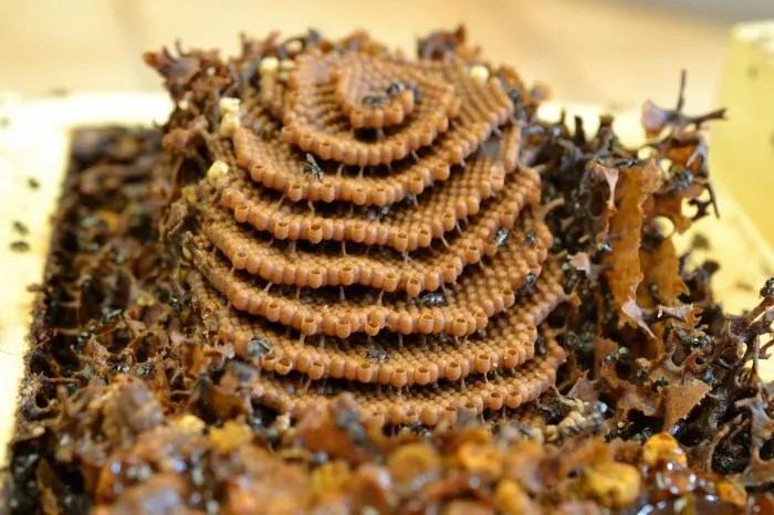Тетрагония карбонария: Австралия поражает странностью. Эти пчёлы строят спиральные ульи, а врагов мумифицируют воском