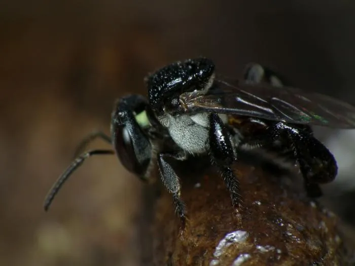 Тетрагония карбонария: Австралия поражает странностью. Эти пчёлы строят спиральные ульи, а врагов мумифицируют воском