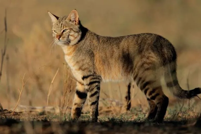 Степной кот: Предок домашней кошки. Как коты променяли жизнь убийцы-одиночки на тепло и уют?