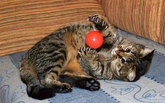 Какие игрушки опасны для здоровья кота? Лазеры и клубки ниток в зоне большого риска