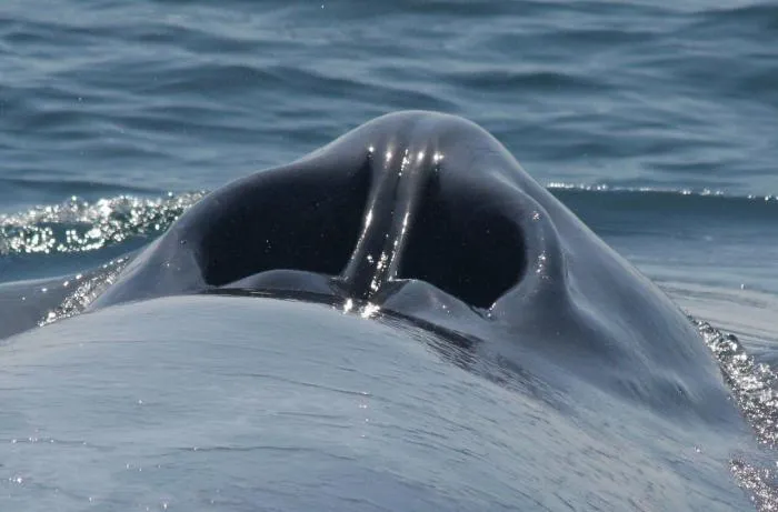 Нос, который убежал на макушку. Как устроено дыхало китообразных?