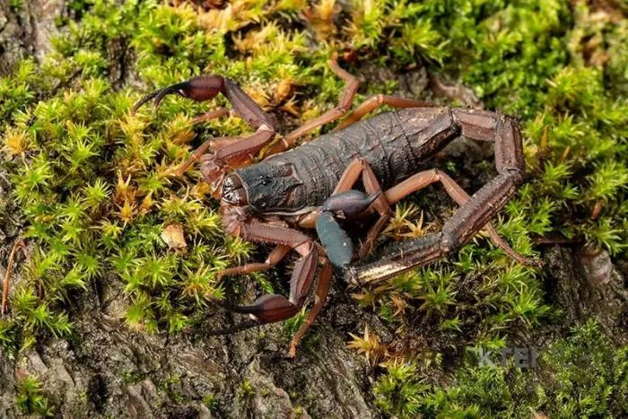 Флоридский древесный скорпион: Устраивает засады в домах американцев и активно селится по миру. Насколько он опасен?
