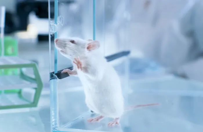 Как и для чего учёные «очеловечивают» мышиный иммунитет