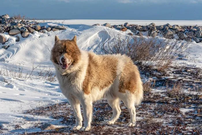 Канадские эскимосские собаки: Почти исчезнувшая порода Крайнего Севера. Тащат нарты, «дружат» с медведями и охотятся на них же